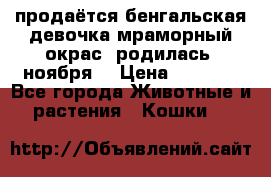 продаётся бенгальская девочка(мраморный окрас).родилась 5ноября, › Цена ­ 8 000 - Все города Животные и растения » Кошки   
